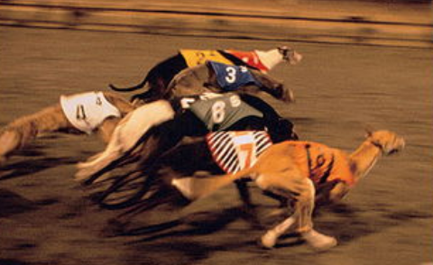 澳门赛狗,用的都是什么品种的狗? 澳门赛狗,用的都是什么品种的狗?