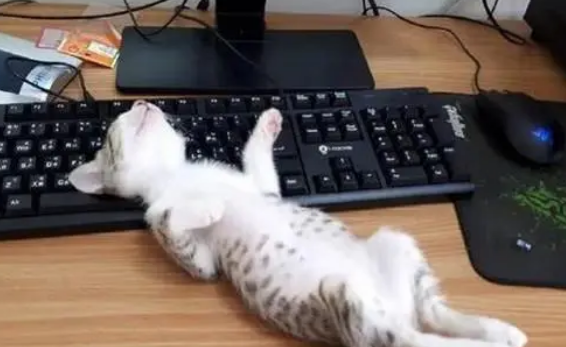 猫咪能吃太多零食吗？天天吃零食，会有这些危害