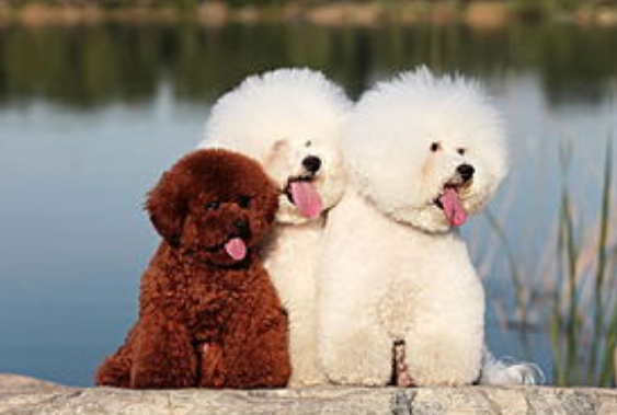 泰迪和比熊哪个更聪明?哪个听话? 泰迪和比熊哪个更聪明?哪个听话?