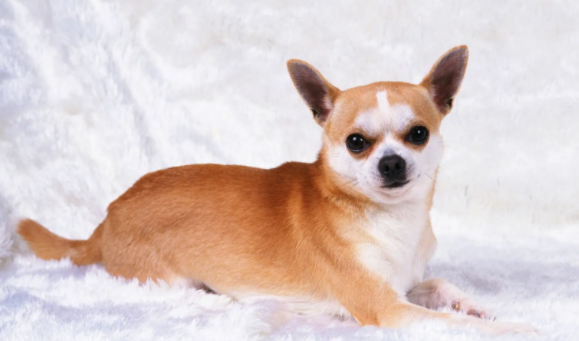 狗近亲繁殖会畸形吗？不清楚的赶紧看看！