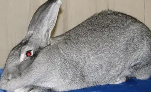 标准金吉拉兔喝什么水？养之前一定要知道