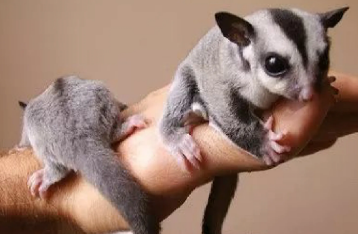 蜜袋鼯信任人的表现有哪些？看完你就知道！