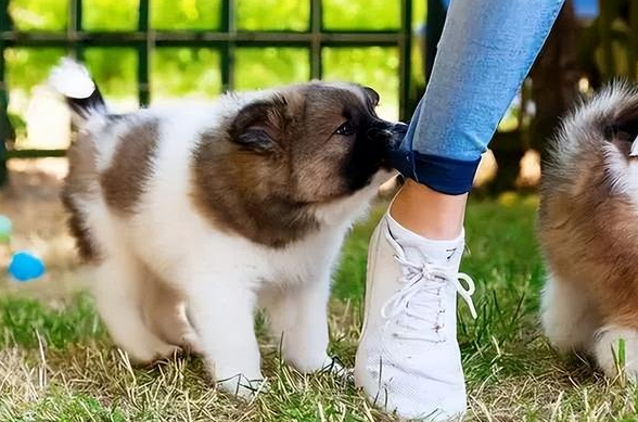 小狗很兴奋老是追着人咬？可能是因为这个