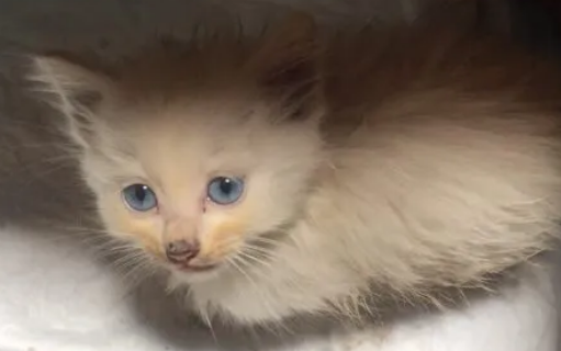 刚出生的小猫有跳蚤怎么办？三招有效除跳蚤！