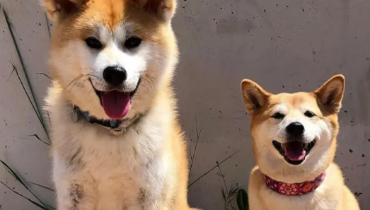 秋田和柴犬的区别是什么？你知道吗？