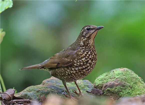 西伯利亚地鸫贵吗，一顿烧烤就能拿下ta