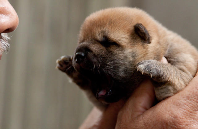 向日葵与幼犬的7天(2013)的剧照 向日葵与幼犬的7天(2013)的剧照