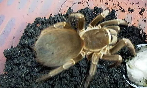 刚入手的玻利维亚白脚，喂食这些比较好！