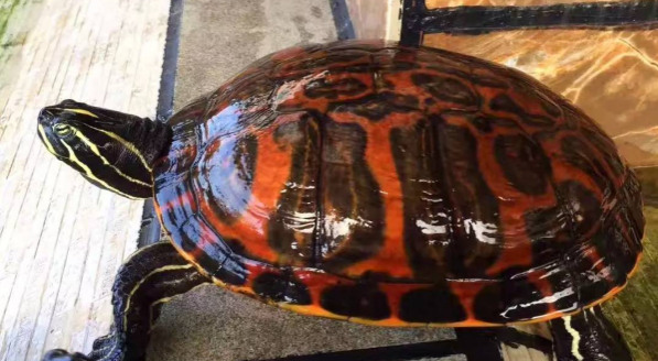 你们说,火焰龟为什么经常闭眼不吃? 你们说,火焰龟为什么经常闭眼不吃?