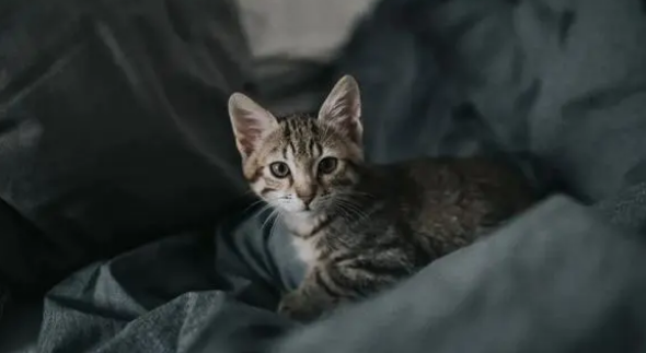 买猫窝=买闲置，你的猫真的喜欢睡猫窝么？