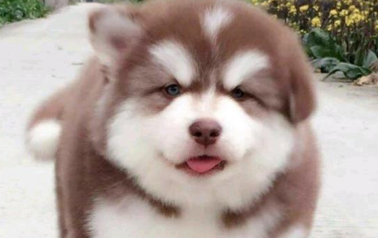 阿拉斯加雪橇犬寿命多少？看看你家狗狗能活多久吧