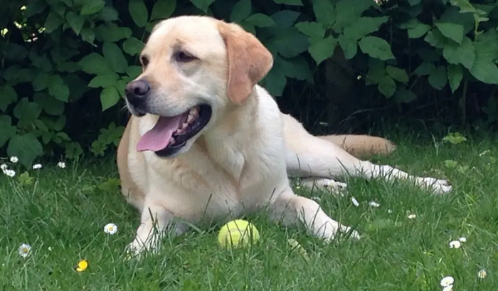 黑色的拉布拉多你了解多少？这篇看完不亏哦~这篇看完不亏哦~