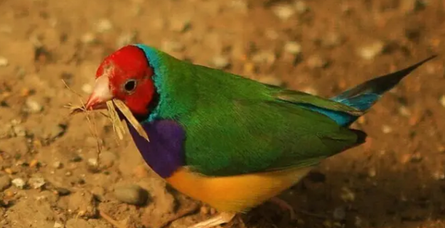 七彩文鸟有哪些常见病？主人一定要知道！