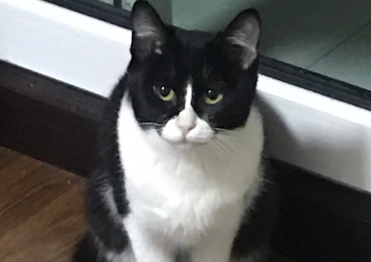 奶牛猫是土猫吗？本文给你答案