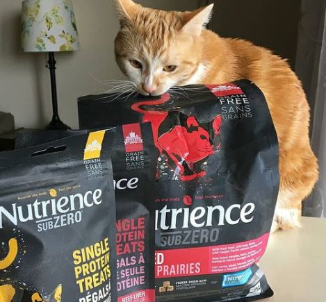 地表最强猫粮,纽翠斯是怎么做到的? 地表最强猫粮,纽翠斯是怎么做到的?