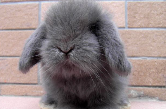 荷兰垂耳兔会吃红枣吗？主人一定要了解