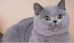 蓝猫和金渐层配出来是什么猫？想知道的来看看