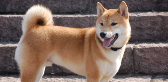 柴犬是中华田园犬的一种吗？答案是“NO”！