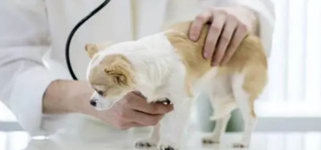 小壳Cature:宠物陪伴诚可贵,日常护理不可抛 小壳Cature:宠物陪伴诚可贵,日常护理不可抛