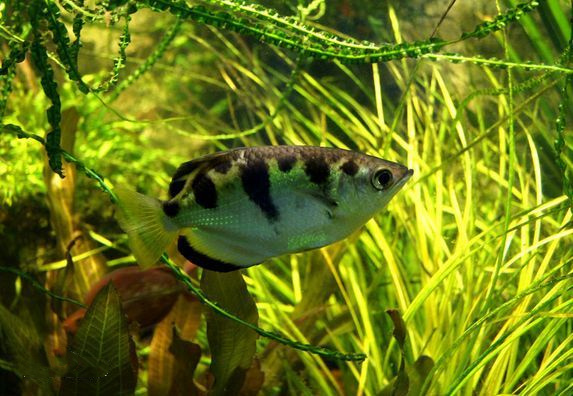 关于射水鱼的喂养要点，这些你都get到了吗？