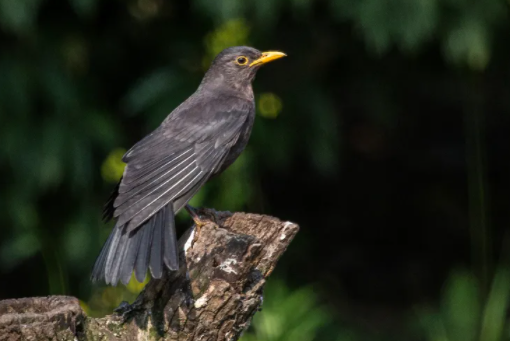关爱鸟类：乌鸫什么季节繁殖？