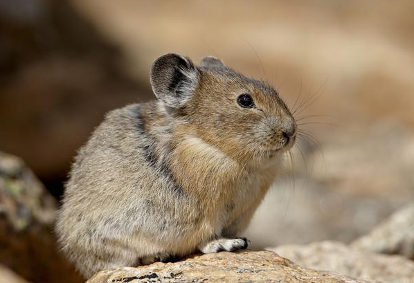 藏鼠兔和高原鼠兔两者不同的地方在这里