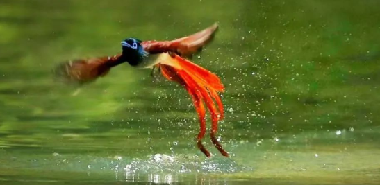 寿带鸟是一种什么样的鸟?科普来啦 寿带鸟是一种什么样的鸟?科普来啦