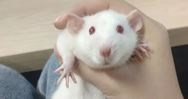 怎样区分老鼠和花枝鼠？看完你就明白了