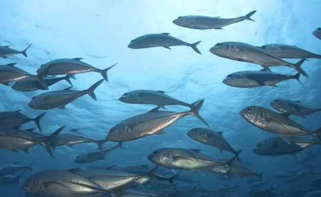 20天登顶幼猫粮销量排行榜的蓝馔，到底有什么魅力