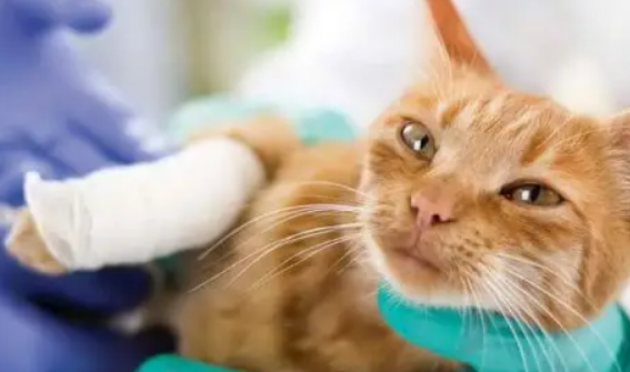 猫咪受伤掉了一块皮怎么办？正确的处理方法在这里