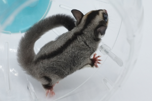 什么水果蜜袋鼯不能吃？宠主们一定要注意！