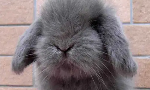垂耳兔受到惊吓怎么办？这几个方法可以安抚