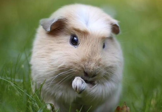 荷兰猪一只孤单吗?想知道的看过来 荷兰猪一只孤单吗?想知道的看过来