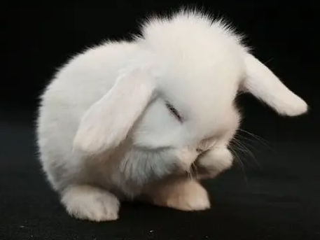 道奇侏儒兔和垂耳兔哪个好？新手铲屎官看这里～