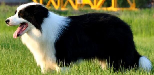 边牧一般能长多大？看本文就知道了