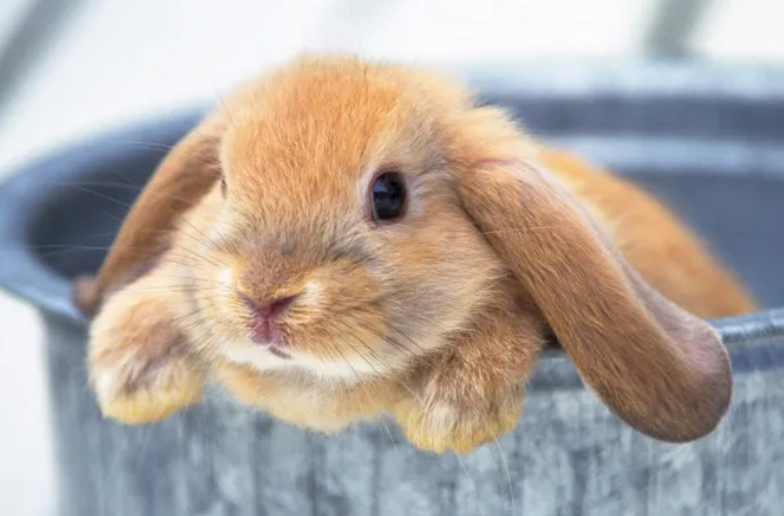 垂耳兔尿呈红色，一般是这几大原因！