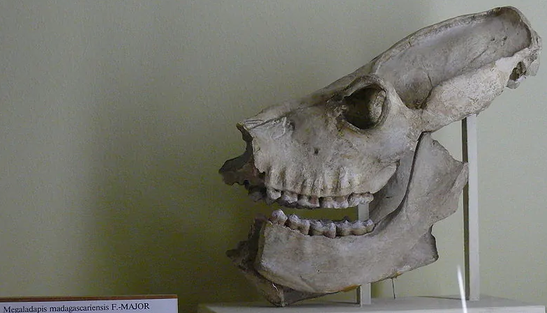 史前入侵丨揭秘巨狐猴灭绝真相