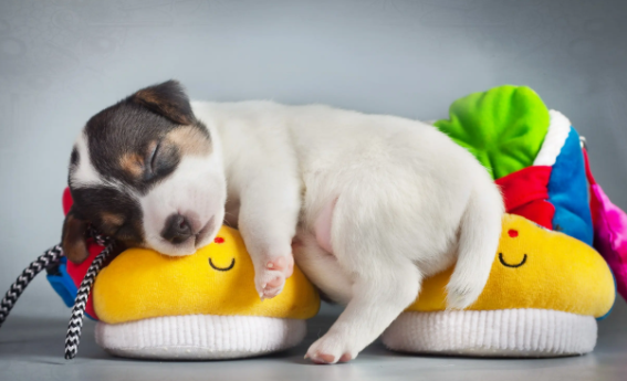 看这里:寿命最长的狗世界纪录? 看这里:寿命最长的狗世界纪录?