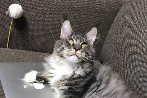 缅因猫有攻击性吗？其实它很温柔