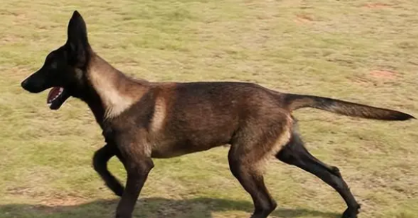 马犬有几种颜色？来看看~