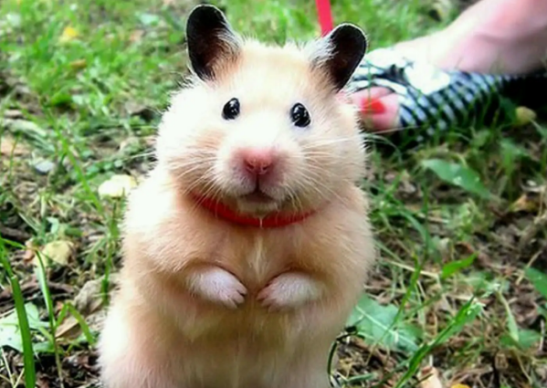 判断金丝熊冷不冷的方法，很简单！