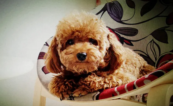 泰迪几个月定型不长了的原因是什么，看这里。