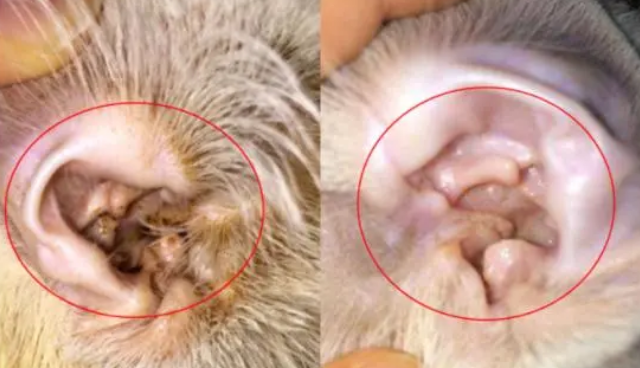 爱沃克好不好？能否解决猫咪耳螨问题？