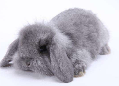 养兔科普：英国迷你垂耳兔的寿命