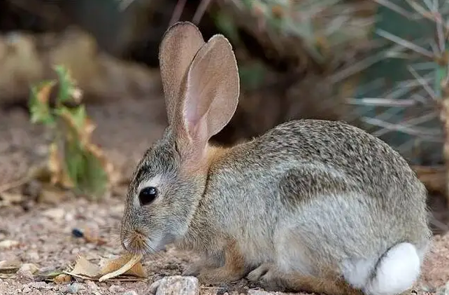 美国黄褐色家兔一只售价这么多！