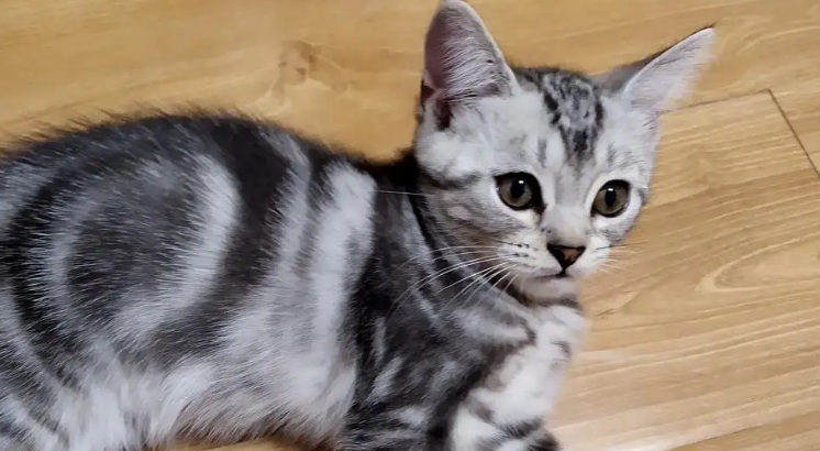 美短有哪些品种？涨知识啦~