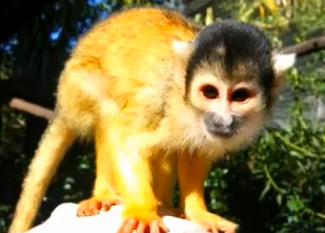 马河松鼠猴有哪些生活习性？一起来了解一下吧！