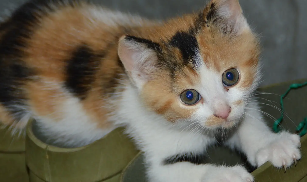 告诉你小猫睡觉时候喘息特别快的原因