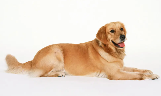 为什么有些人不愿意给狗做绝育？也许这篇文章能给你满意答复