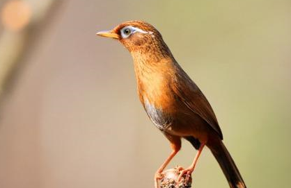 想要画眉鸟换毛快，不放get下这些方法